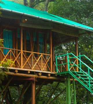 Tree Top Resort Room