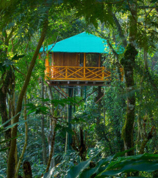 Tree Top Resort Room
