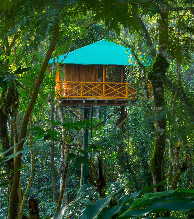 Tree Top Resort Room